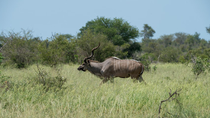 Kudu im Busch in Südafrika
