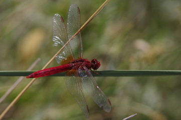 Rote Libelle in der Camargue