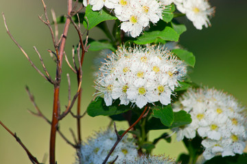 Inflorescence of spiraea is close