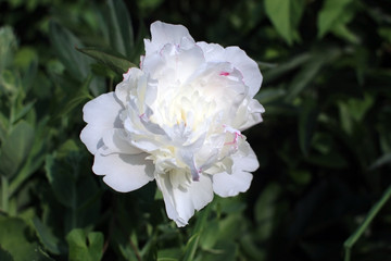 Obraz na płótnie Canvas White peony in the garden. The blossoming peony flower.