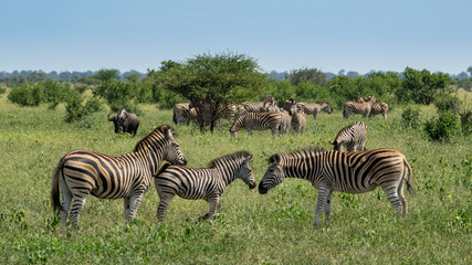Fototapeta na wymiar Zebras im Busch in Südafrika