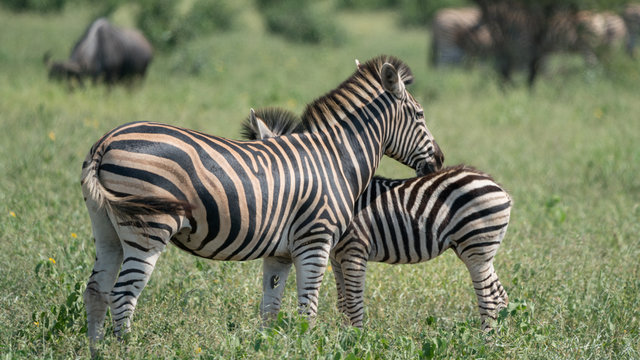 Zebras im Busch in S&uuml;dafrika