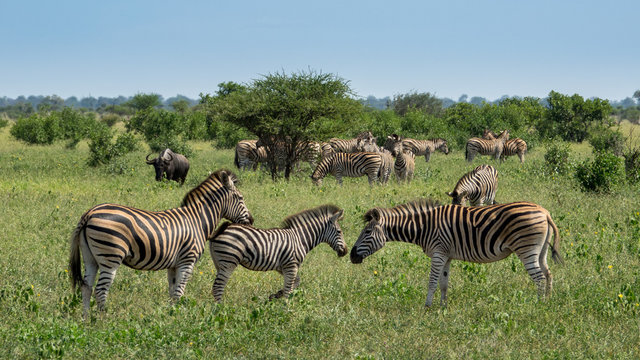 Zebras im Busch in S&uuml;dafrika
