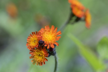 Orange Hawkweed flowers in bloom, wild ornamental flowering plants