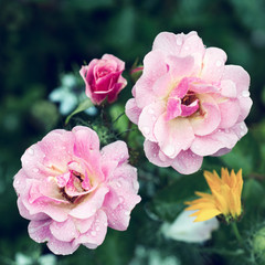 Naklejka na ściany i meble Flower of a rose blooms in the garden