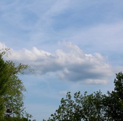 Obraz premium The white cloud over the tree tops on a sunny day.