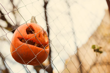 pumpkins malicious  bright for Halloween toothy hang on a fence of a grid