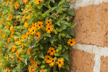 Flower poet's eye - Thunbergia alata