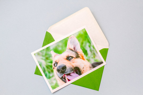 Green envelope with printed photograph of a cute funny German shepherd dog portrait on a light blue background. Horizontal view.