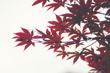 autumn red maple leaf on white background, vintage filter image
