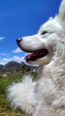 Samoyed profile