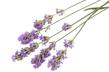 Flowers  of violet lavender, isolated on white background