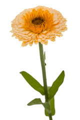 Flower of calendula, isolated on white background