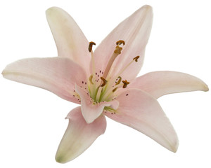 Fototapeta na wymiar Flower of pink lily, isolated on white background