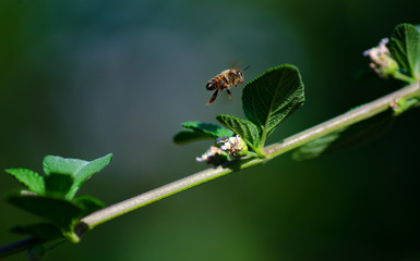 flowers and bees