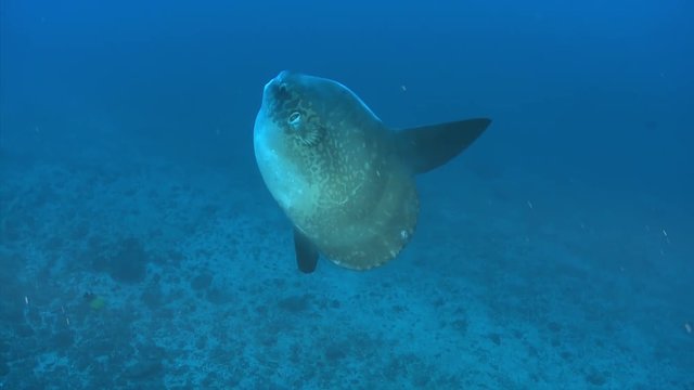 mola mola or sunfish fish swimming in the blue