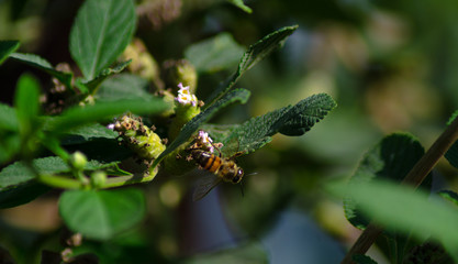 flowers and bees 3