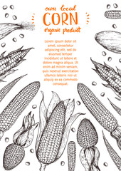 Corn on the cob hand drawn vector illustration. Top view frame. Corn sketch illustration. Engraving style, vintage design.