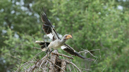  Südlicher Gelbschnabeltoko (Tockus leucomelas), Südafrika, Afrika