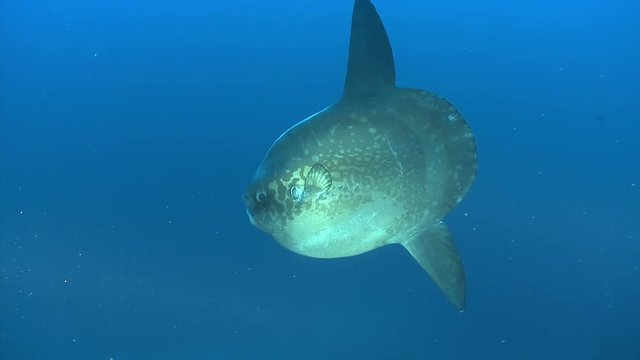 mola mola or sunfish fish swimming in the blue