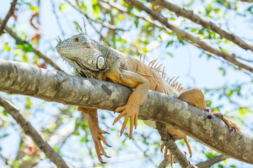 iguana
