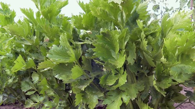 dolly shot through a row of perennial celery
