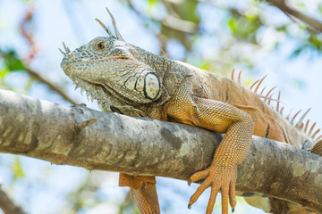 iguana