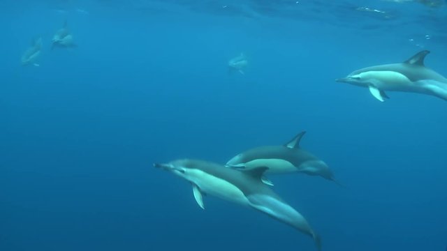 Dolphins swimming in Atlantic Ocean, underwater shoot