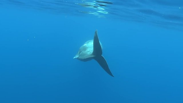 Sperm whale, Physeter macrocephalus - Underwater shot