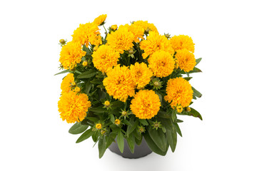 Mädchenauge (Coreopsis grandiflora)