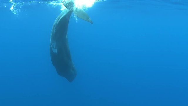 Sperm whale levitate, Physeter macrocephalus - Underwater shot