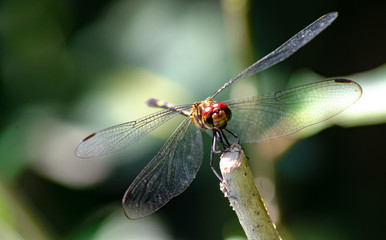 dragonfly