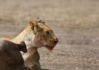 A lioness near wildebeest kill, Masai Mara, kenya