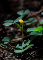 small yellow flower
