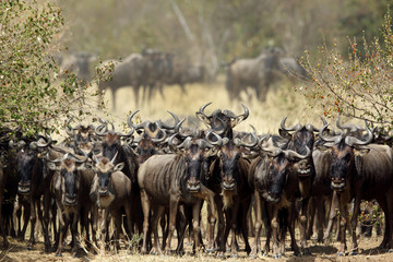 The wildebeests waiting to cross Mara river