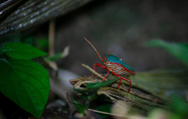 colorful insect