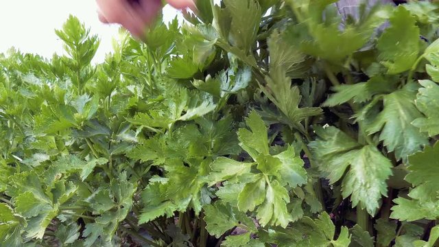 dolly shot through a row of perennial celery
