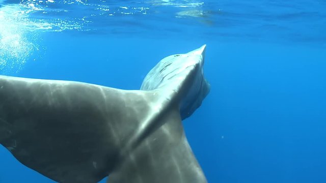 Sperm whale rotating, Physeter macrocephalus - Underwater shot
