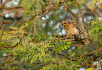 The Eurasian wryneck perched on a tree