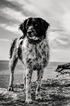 Source Images:. dogsign.jpeg (Av: F5.6; Tv: 1/4000 sec.; ISO: 1250; FL: 52.0 mm) . Processing:. Fusion F.3 (HDR; Mode 1)