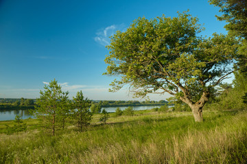 Fototapeta premium beautiful tree, in the morning, in the sun