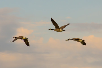 Canada Geese in Flight