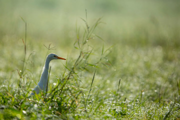 Cattle and due on green grass