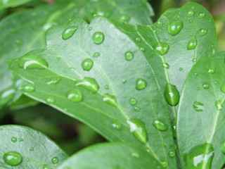 Close up of water drops on green leaves 