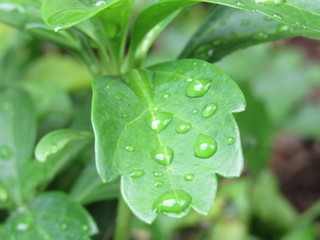 Close up of water drops on green leaves 