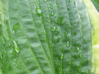 Close up of water drops on green leaves 