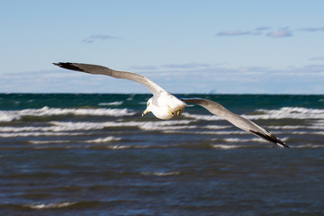 Seagull Glide