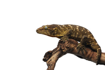 New Caledonian giant gecko isolated on white background