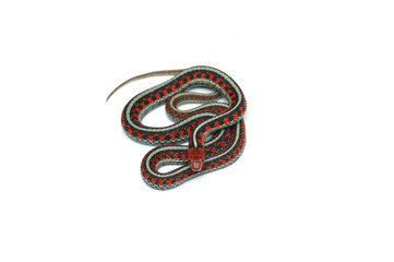 Naklejka premium Eastern Garter Snake isolated on white background