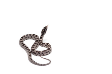 Corn snake isolated on white background